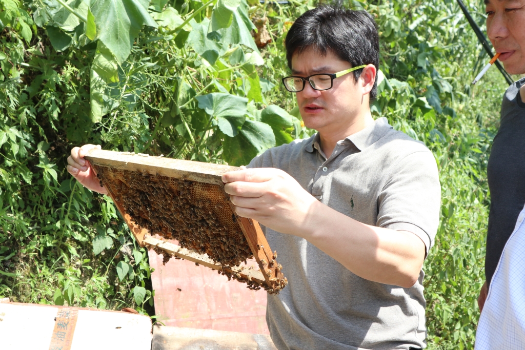 许金山教授观察蜂箱蜜蜂产蜜情况2